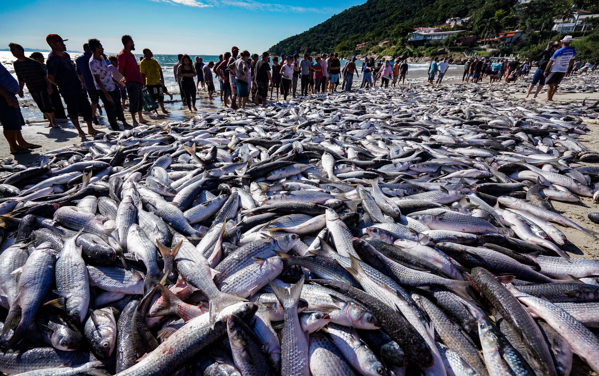 “Por que só Santa Catarina?”: justiça nega pedido e mantém limite na pesca da tainha