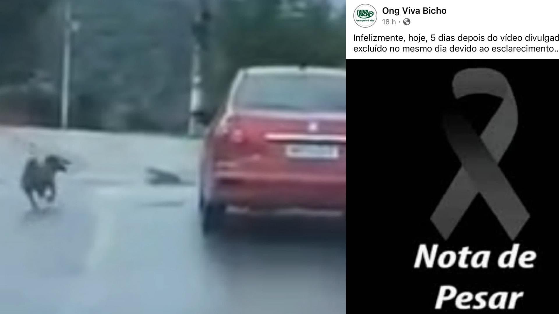 ONG diz ser vítima de “ódio nas redes” após divulgar fake news que fez jovem tirar a própria vida
