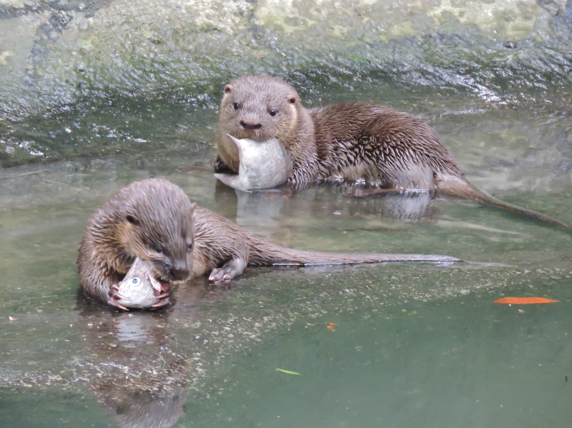 Do berço ao lago: lontrinhas nascidas em cativeiro ganham nova vida na natureza em Florianópolis