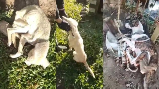 Cães morrem de fome e frio após dias amarrados em área rural de SC; VEJA VÍDEO