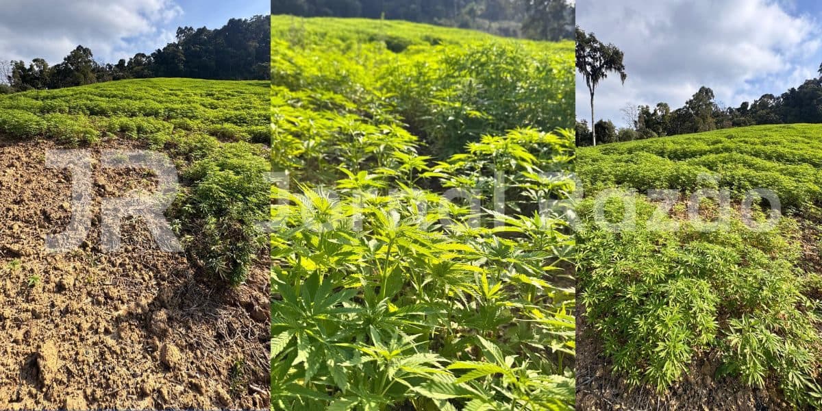 Imagens exclusivas mostram a “Floresta de Maconha” com mais de 130 mil pés em SC