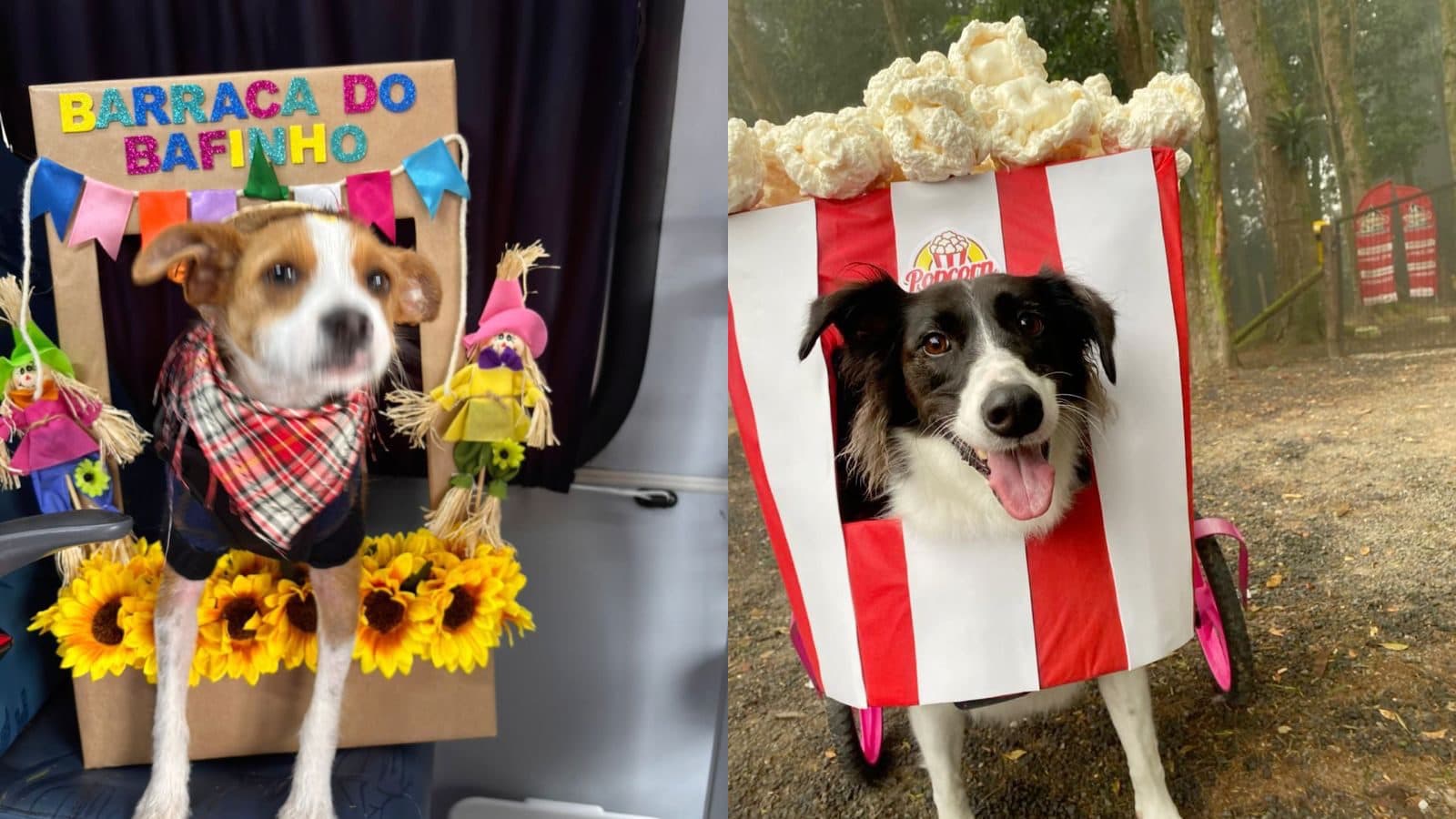 Doguinhos de festa! Creche canina em SC viraliza com evento julino e criatividade dos tutores