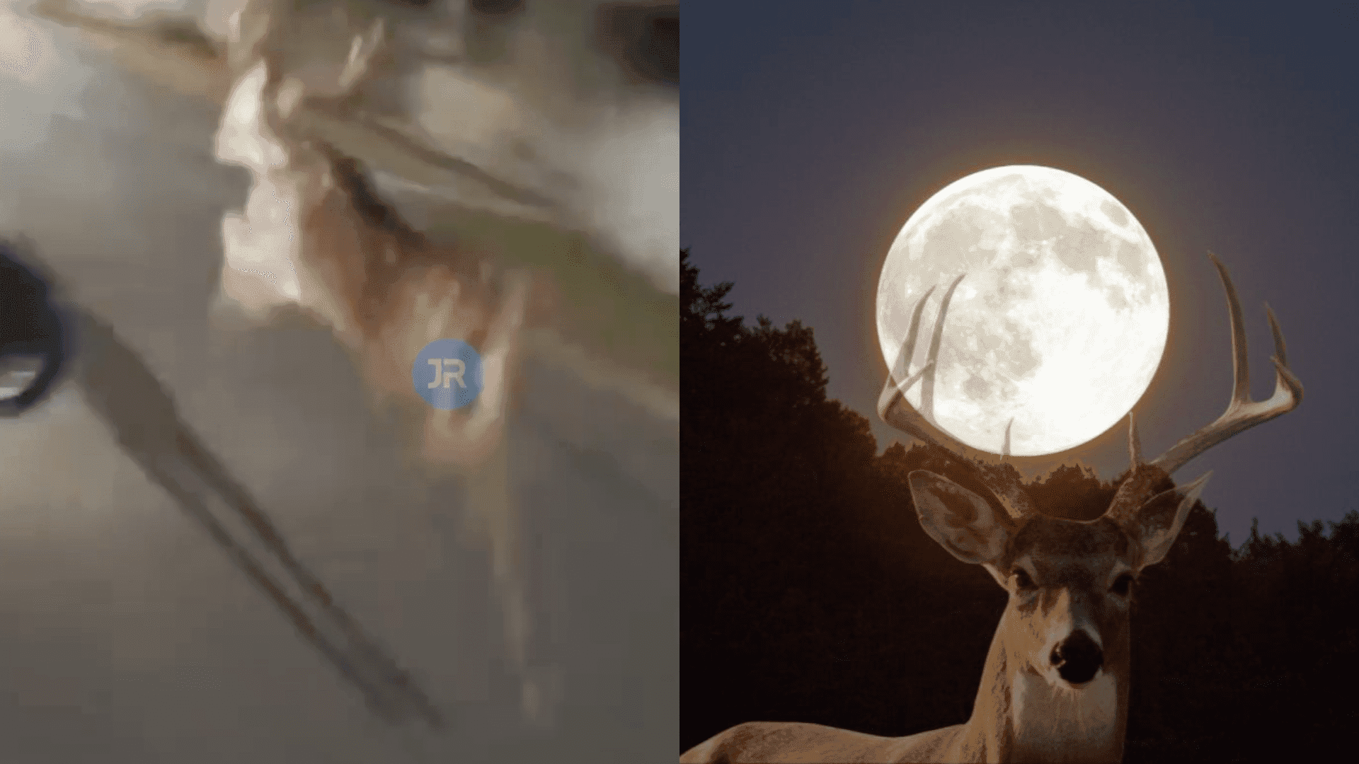 Chamaram a lua e o veado foi junto: cena curiosa é registrada em SC