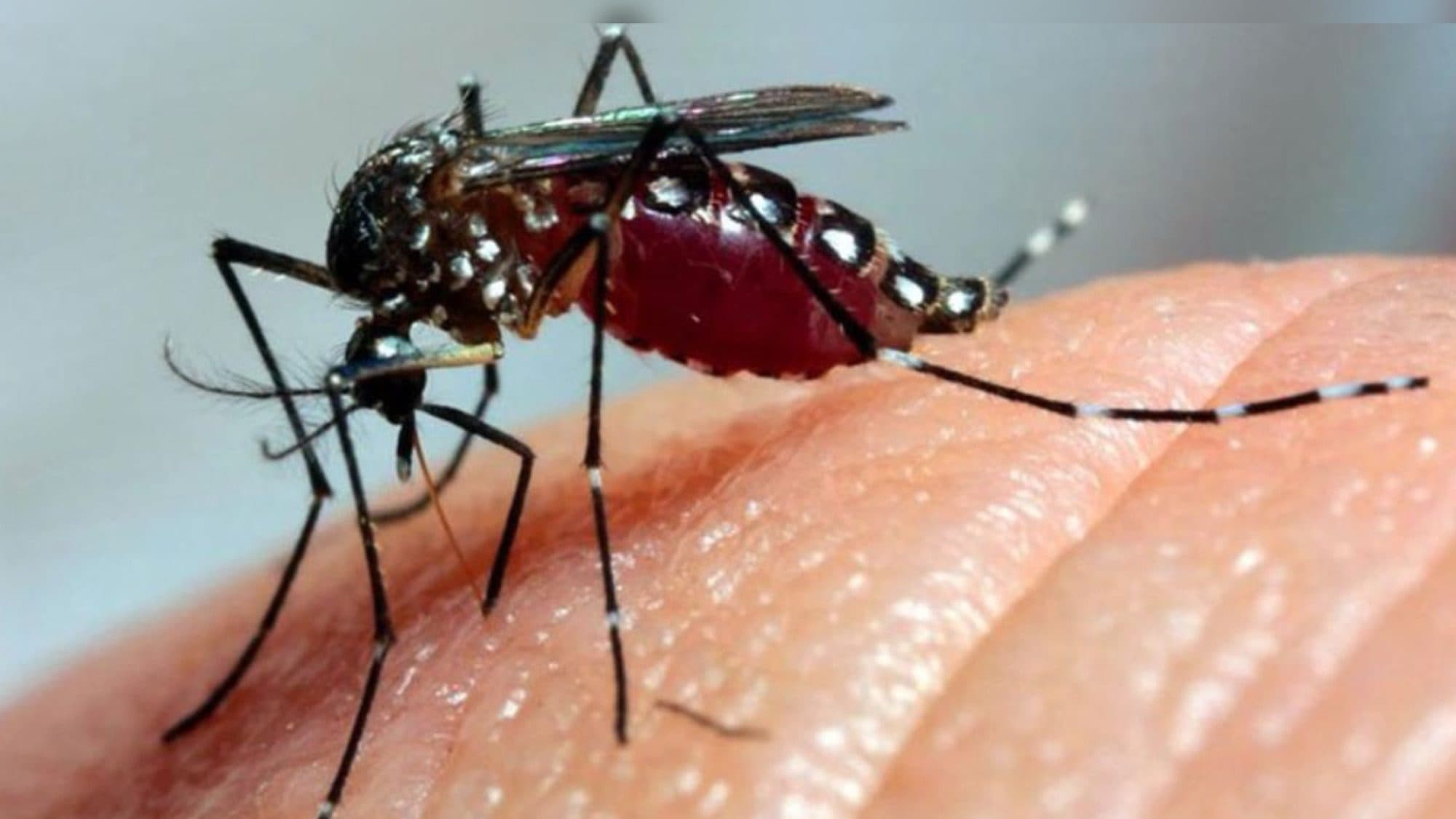 Balneário Camboriú e Blumenau usarão mosquitos hi-tech para combater a dengue