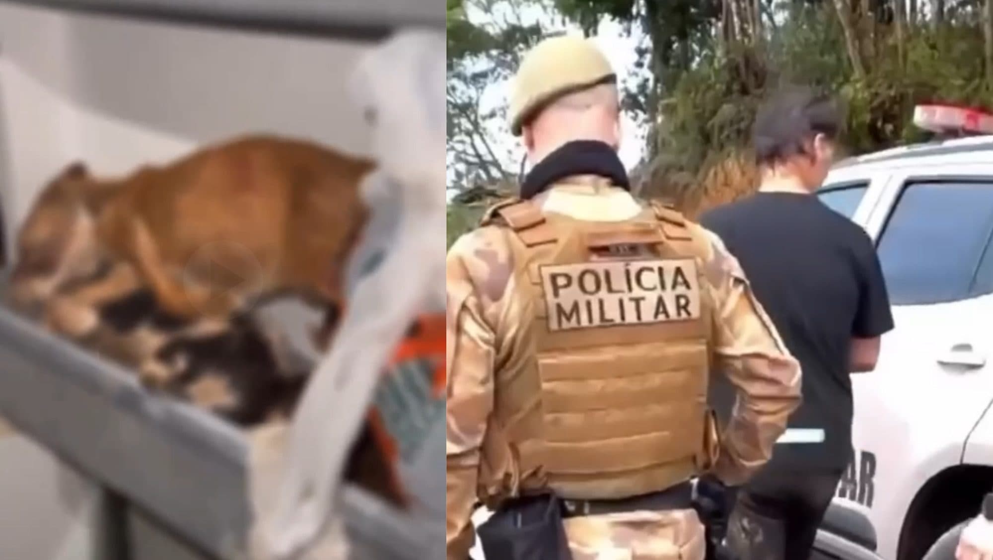 As imagens chocantes da cena de horror encontrada com cães mortos em freezer em SC