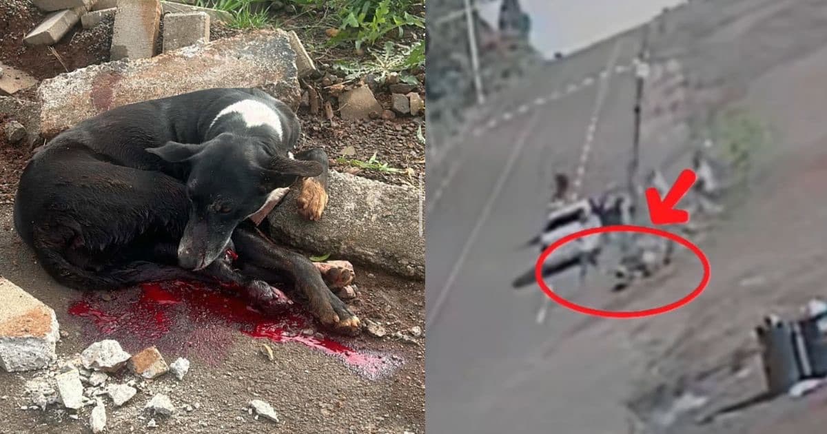 Imagens fortes: cadelinha morre após ser espancada por grupo de motociclistas “do grau” em SC