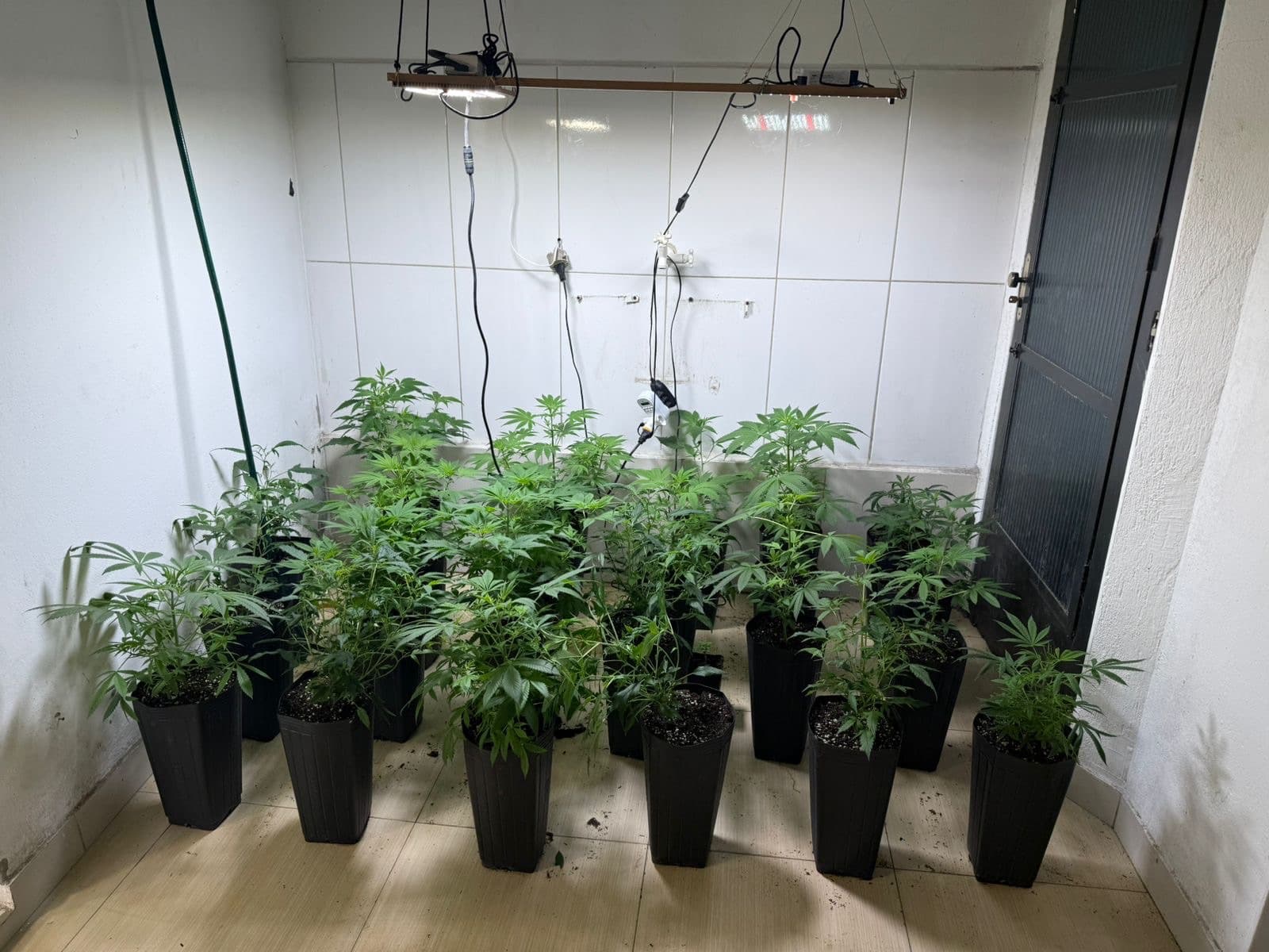 Estufa com 120 pés de maconha é descoberta em Palhoça