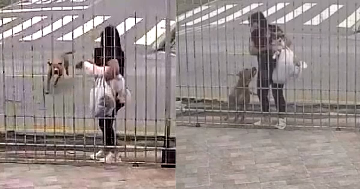 “Desespero”: pitbull solto ataca jovem com cachorrinhos no colo na Grande Florianópolis