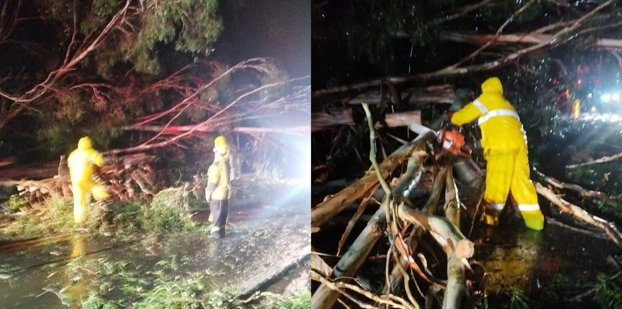 Foi por pouco! Árvores caem e esmagam carro em rodovia de SC durante “alerta vermelho”