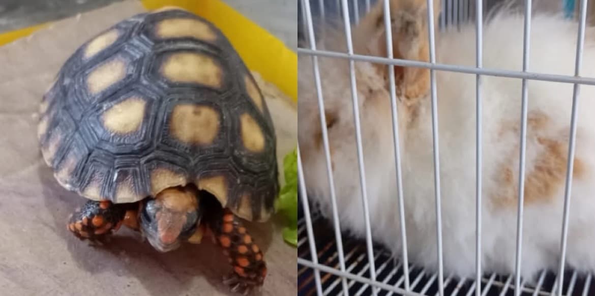 Crueldade: animais são deixados para morrer em casa abandonada de SC