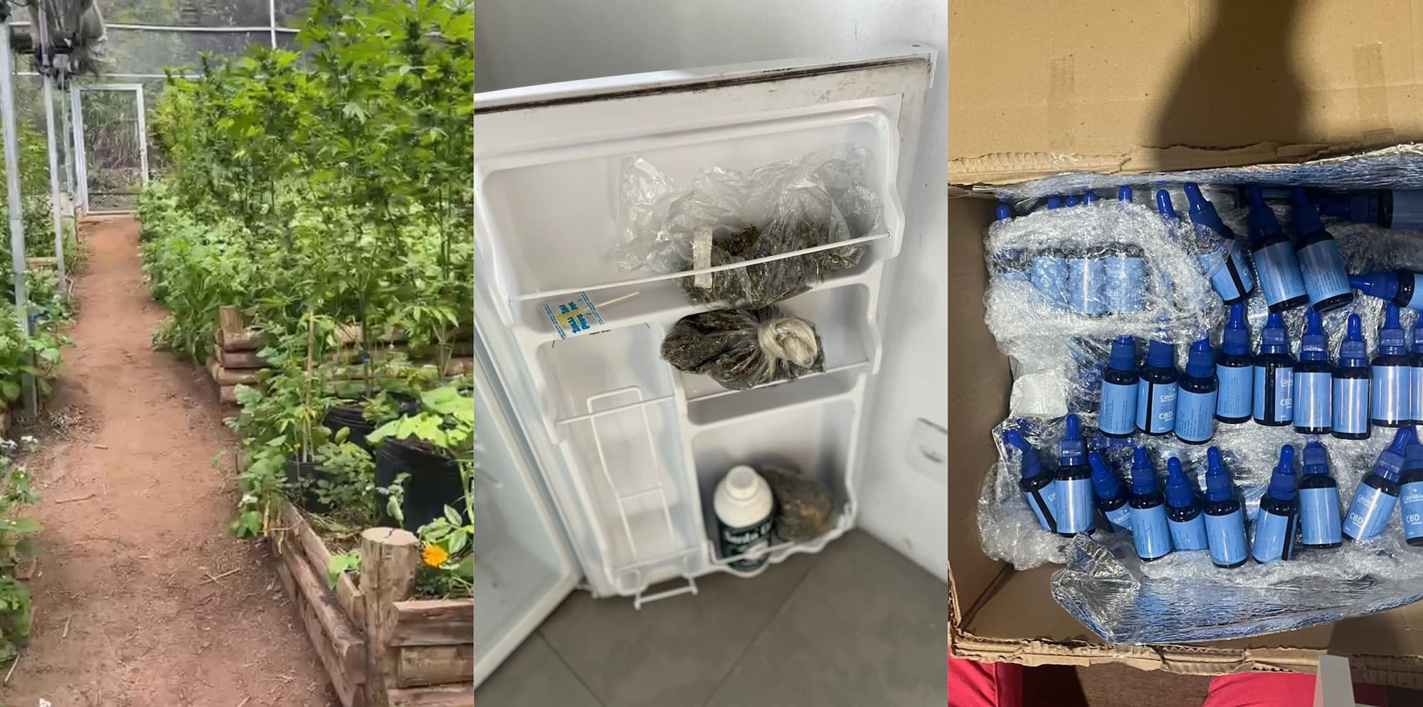 “Laboratório de maconha” em Florianópolis: polícia apreende R$ 150 mil em óleo de cannabis