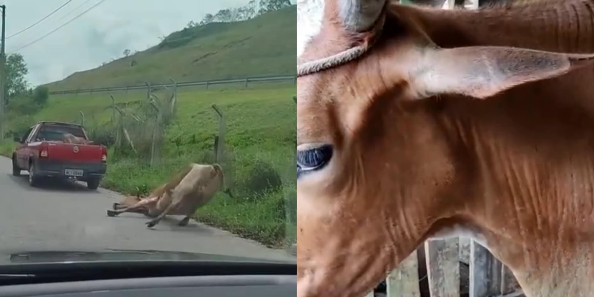 “Não é maus-tratos”, garante dono de vaquinha arrastada por carro na Grande Florianópolis