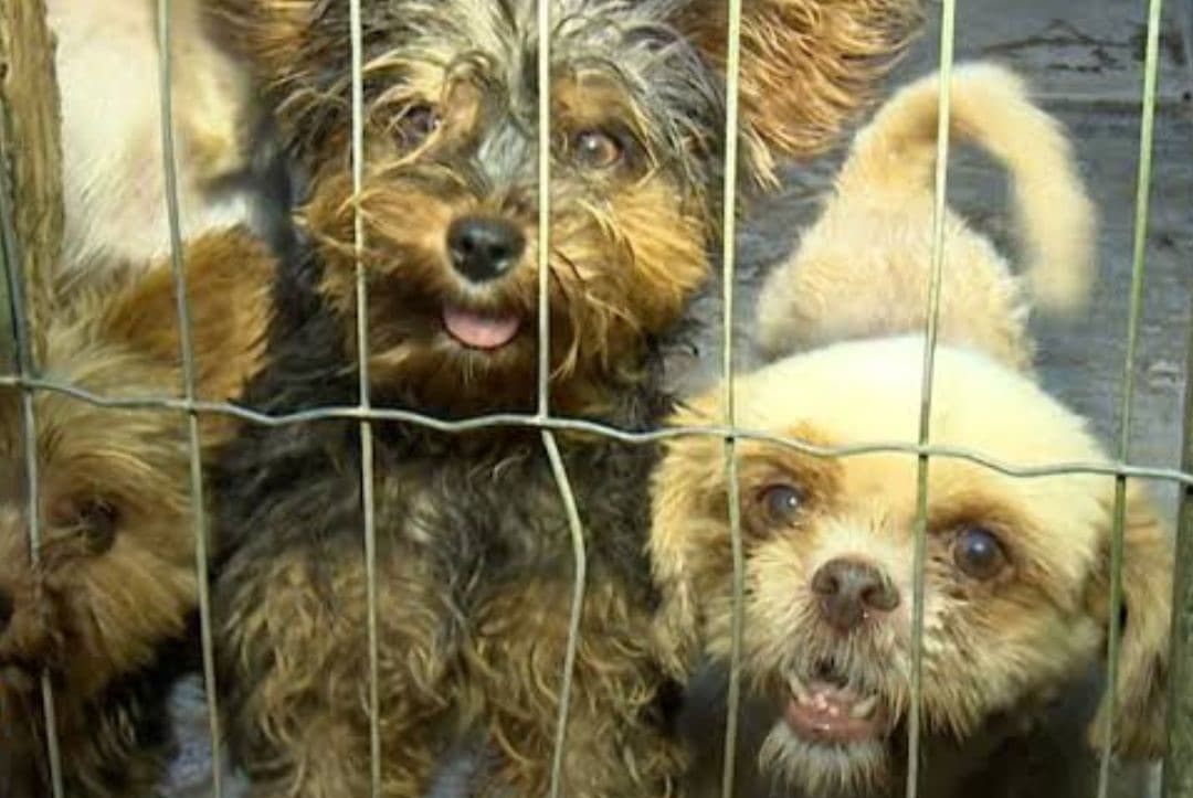 Florianópolis declara guerra ao comércio ilegal de cães e gatos; multa chega a R$ 10 mil por animal