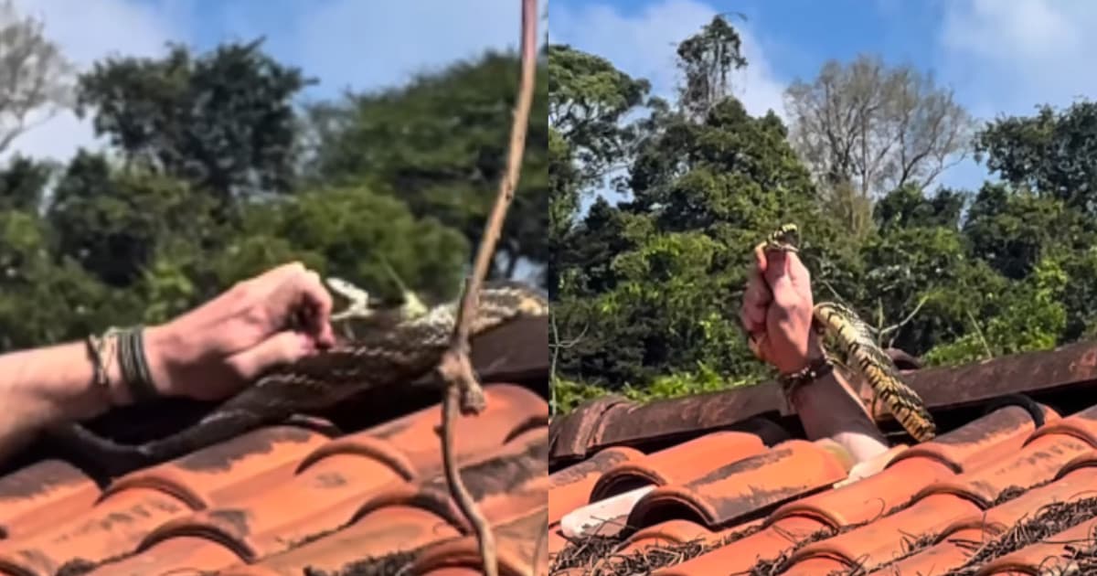 Biólogo leva mordida durante resgate em SC de cobra mais ágil do Brasil: “ela me grampeou!”