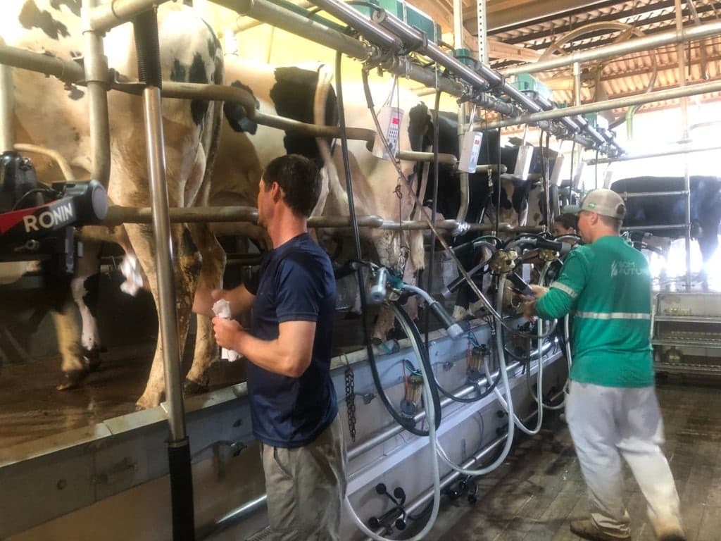 Preço do leite despenca e produtores vivem nova crise no campo