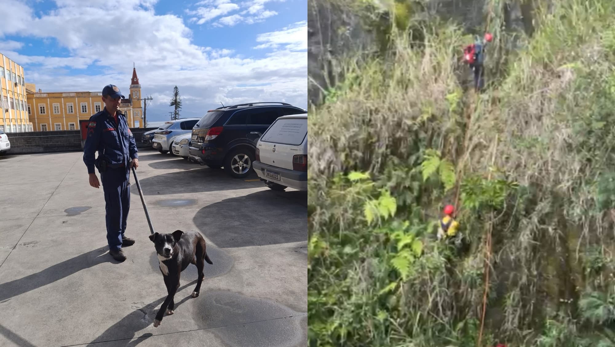 Cão é resgatado após cair de encosta de 30 metros em Florianópolis