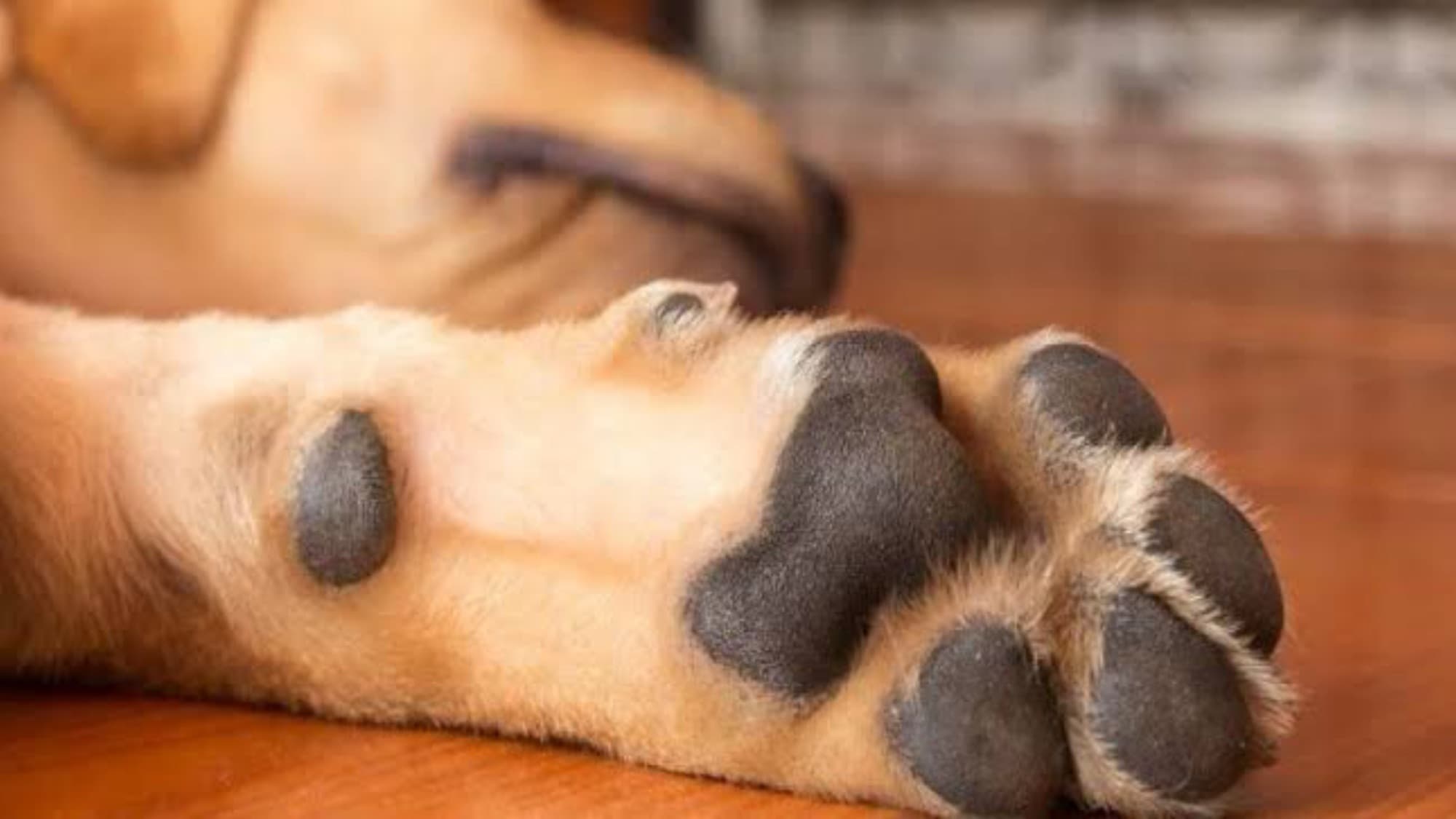 “Até depois da vida”: Florianópolis permite que pets sejam sepultados com seus tutores