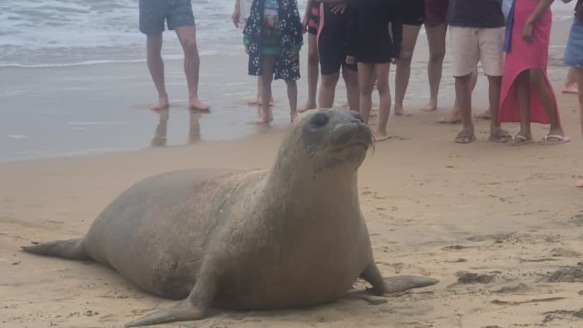 Elefante-marinho surpreende moradores e turistas em Praia de SC