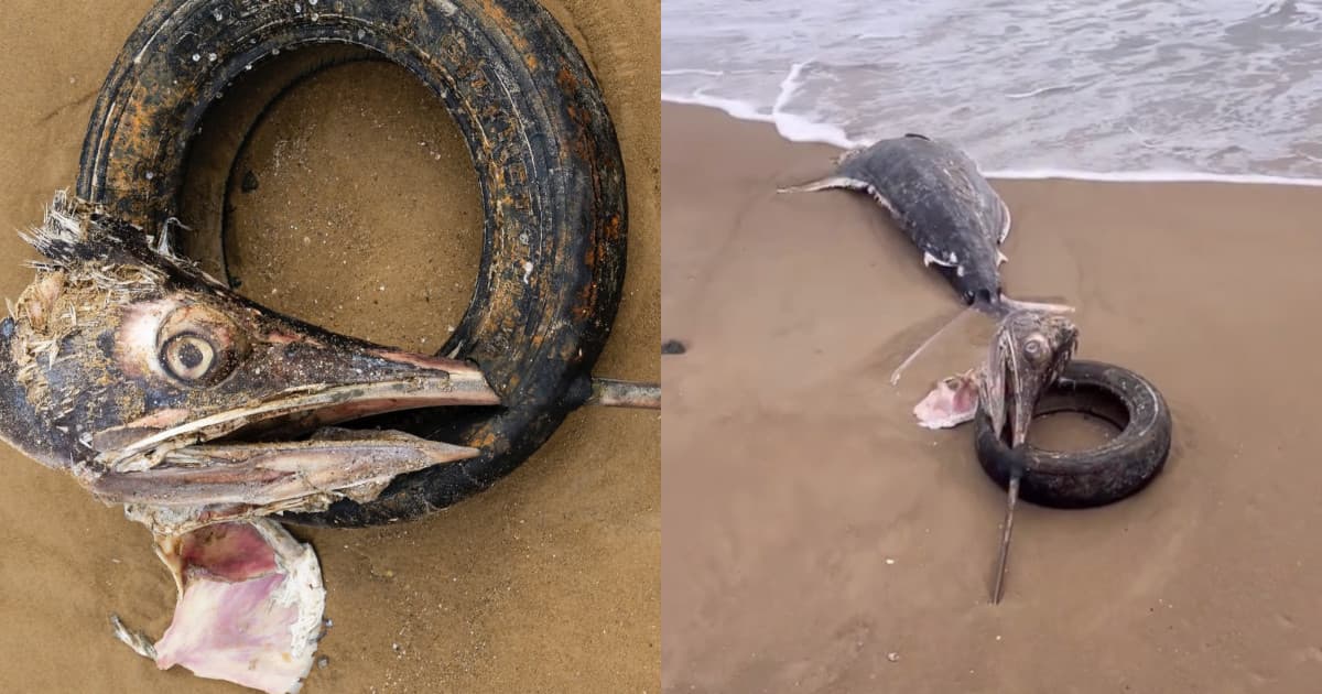 Peixe é encontrado morto com pneu preso no bico em praia de SC: “não dá para ignorar”