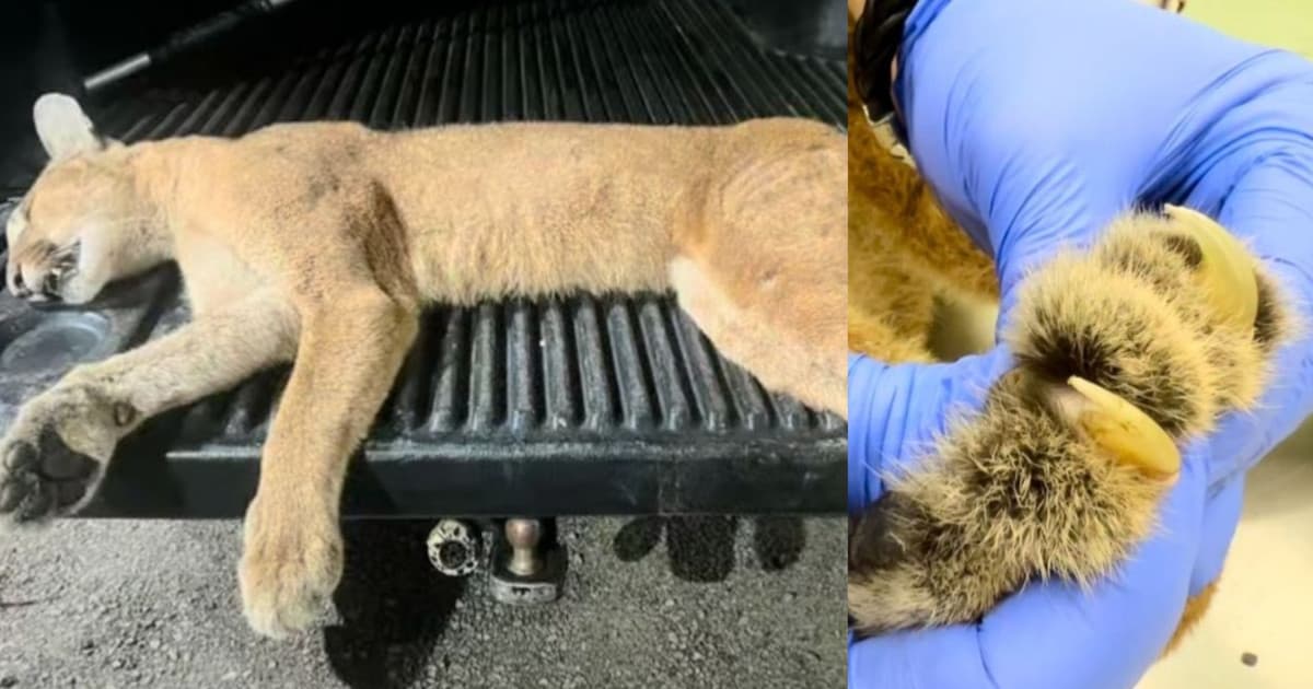 Felino de grande porte morre atropelado em trecho de rodovia catarinense: “perda inestimável”
