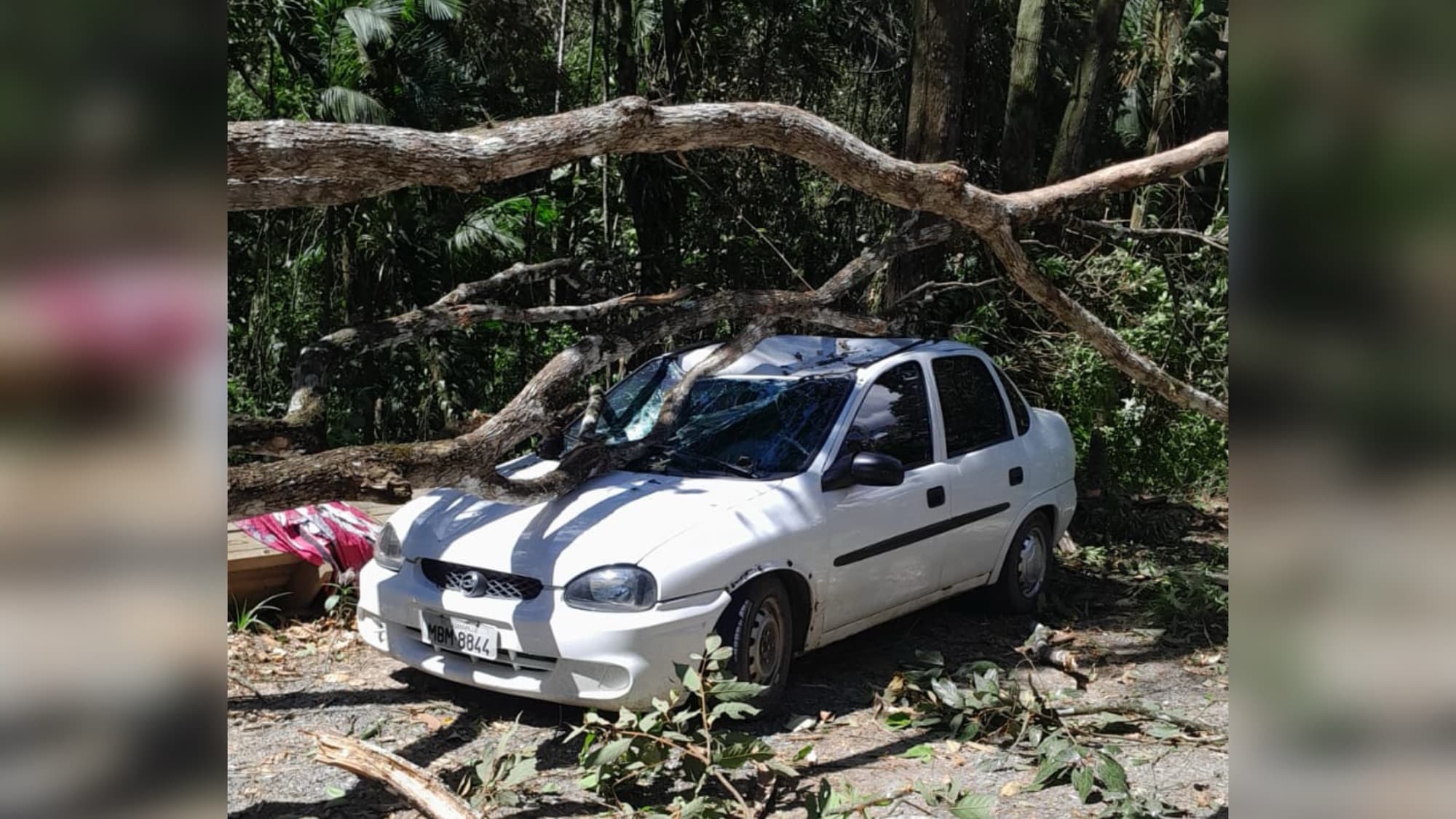 Árvore cai sobre veículo na marginal da BR-101 durante tempestade