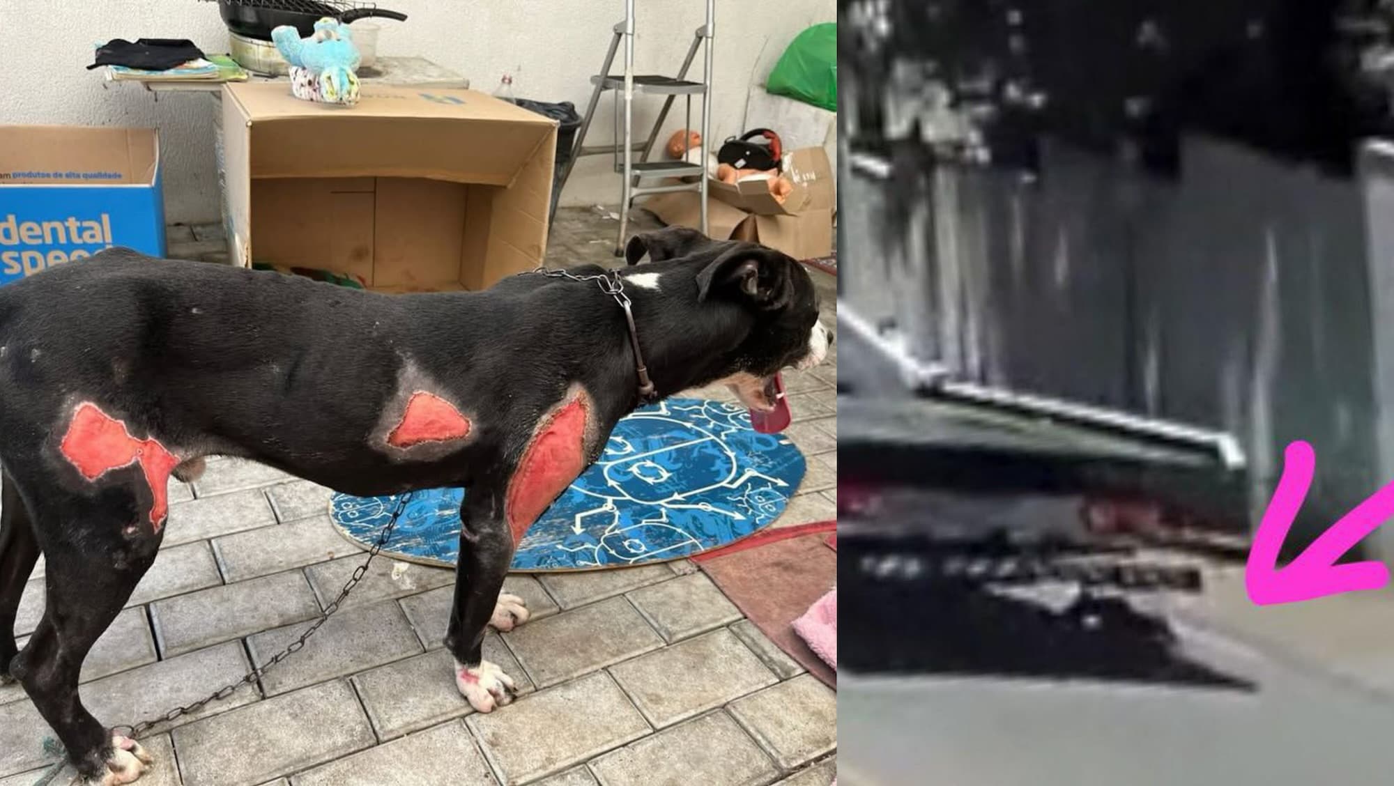 Polícia Civil prende homem que arrastou cachorro por 1 km amarrado a caminhão em Blumenau