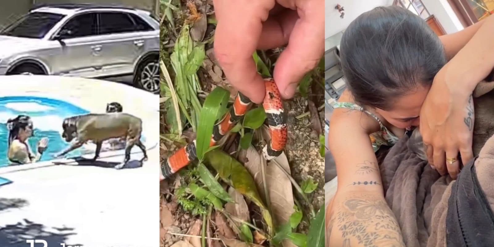 Cão morre após ser picado por cobra coral em Florianópolis e história comove a internet