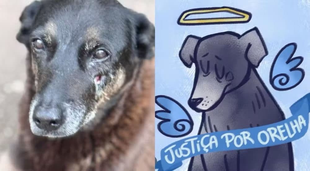 URGENTE: Polícia Civil de SC deflagra operação contra suspeitos pela morte do cão Orelha