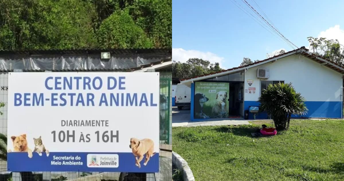“Eliminar o problema”: MPSC investiga se Joinville ordenou eutanásia de animais em abrigo