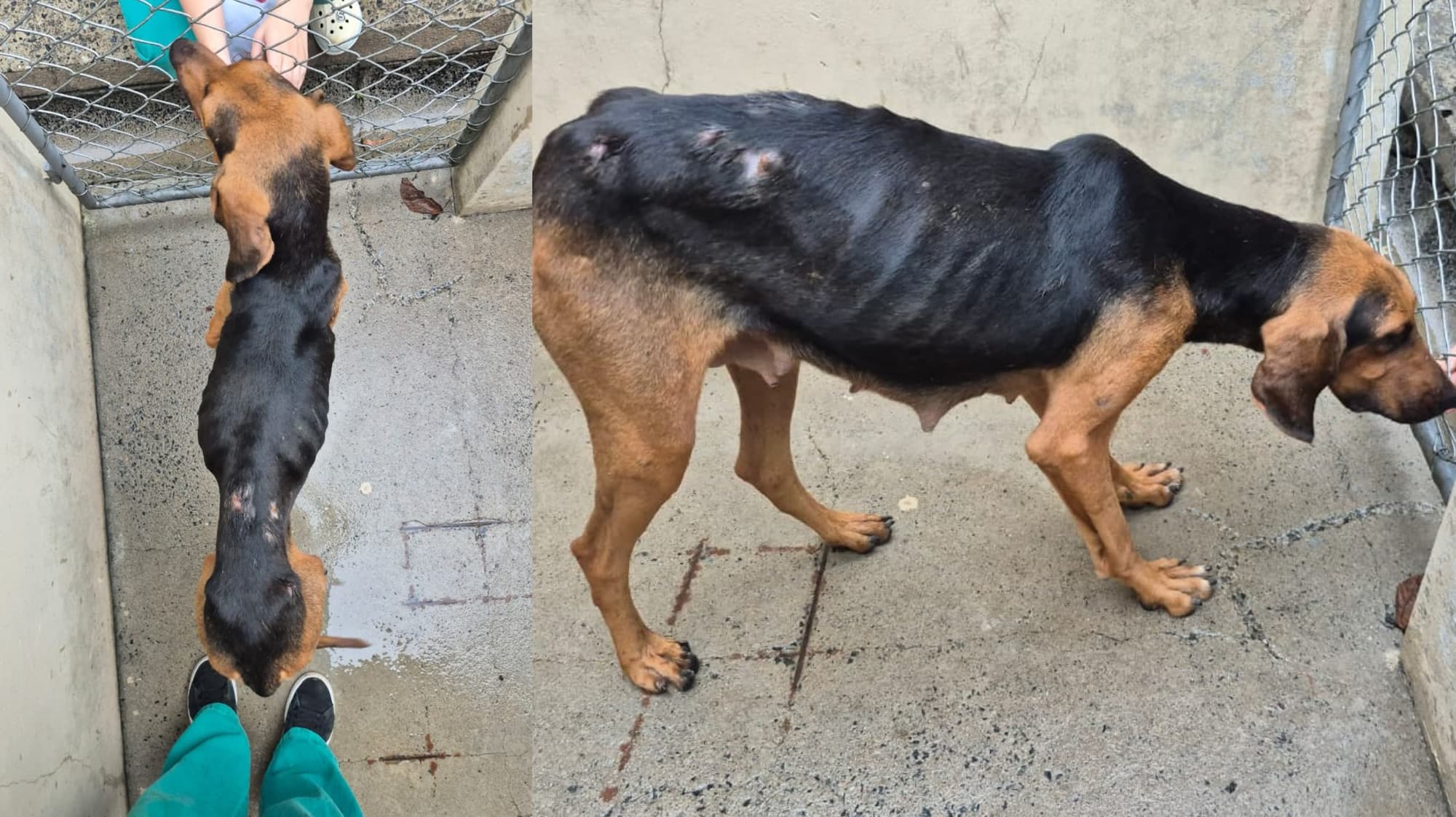 Cães famintos, filhotes mortos e armas: homem é preso por maus-tratos em Blumenau