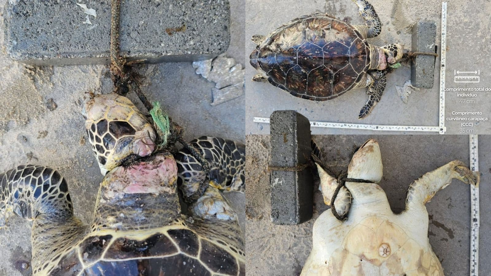 Tartaruga é encontrada morta amarrada a bloco de concreto em praia de Itapema
