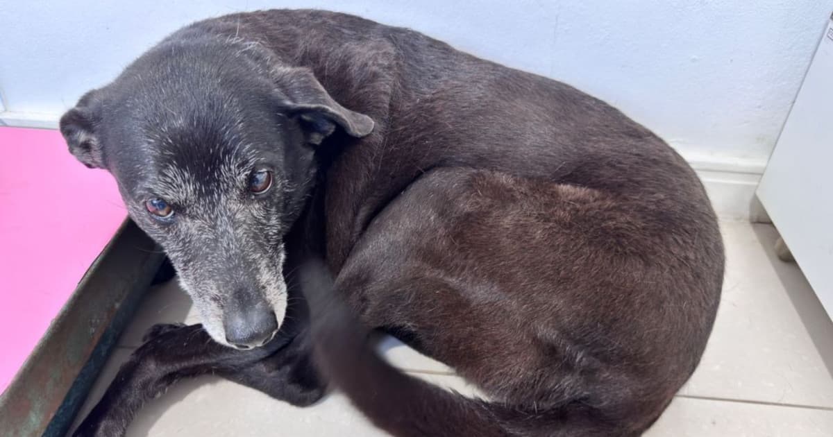 Adoção garante tratamento e dá nova chance a cadela Pretinha após morte de Orelha em SC
