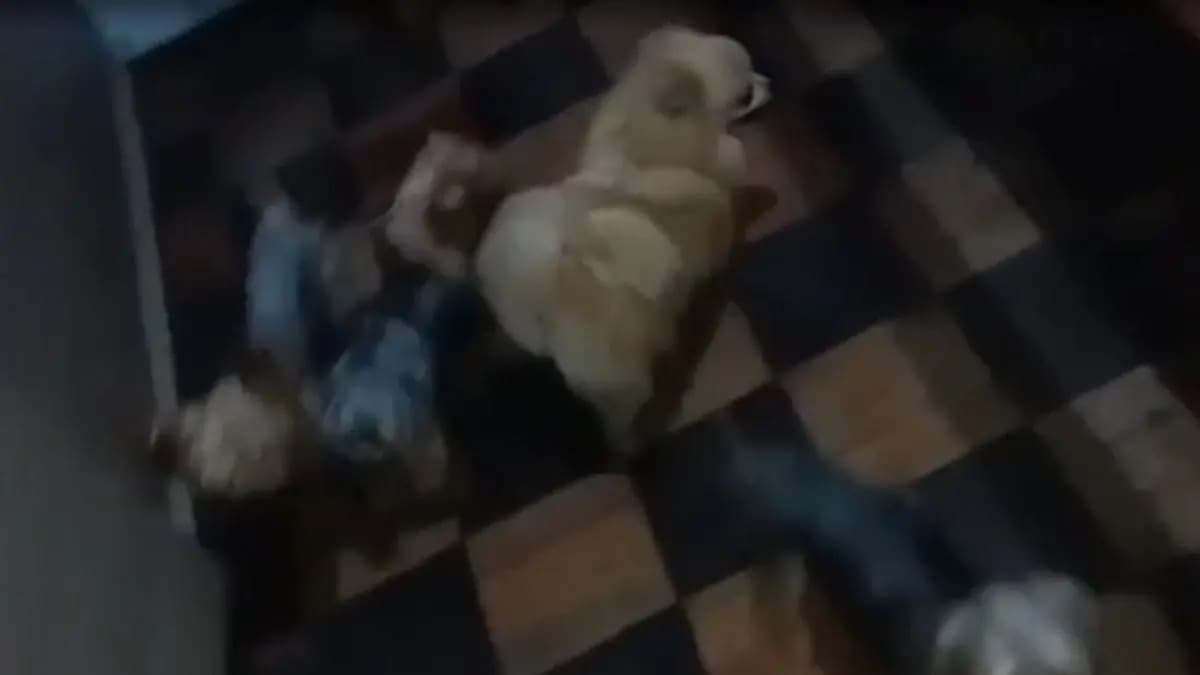 Justiça mantém condenação de dona de canil clandestino em Camboriú após resgate de mais de 80 cães