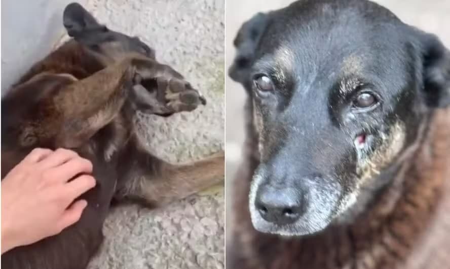MPSC requer exumação do corpo do cachorro Orelha