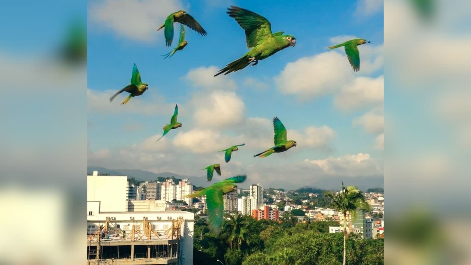 Papagaios são flagrados voando bem próximo à janela de hospital em Santa Catarina
