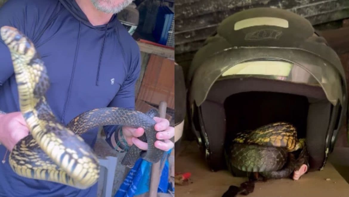Cobra de mais de 2 metros é encontrada dentro de capacete em SC