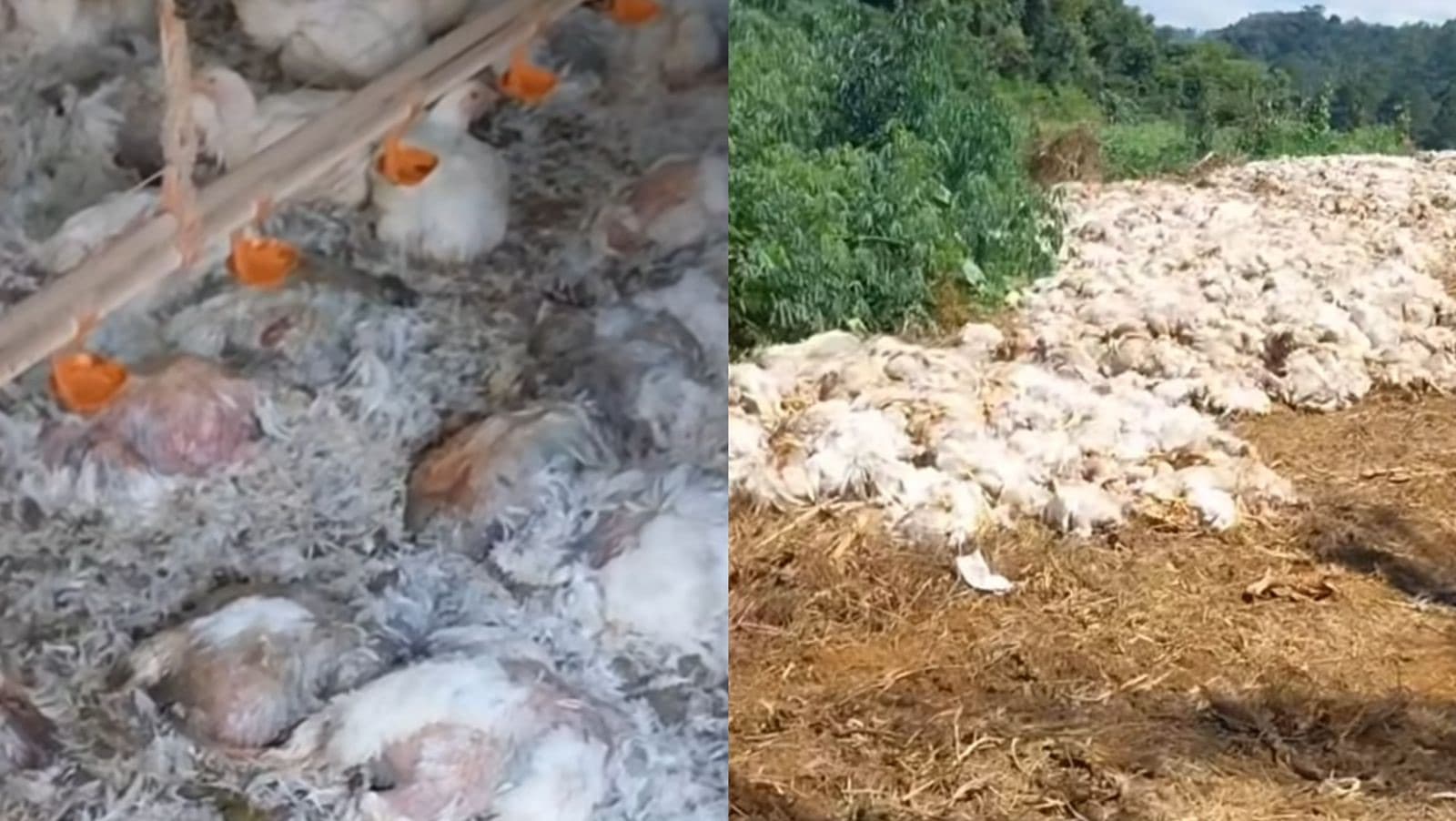 Mais de 10 mil frangos morrem durante falta de energia e causam prejuízo em SC
