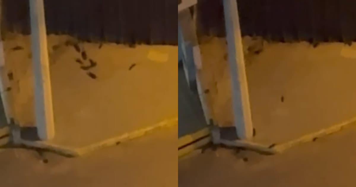“Que nojo!”: moradores denunciam infestação de ratos aos fundos de mercado em Itapema