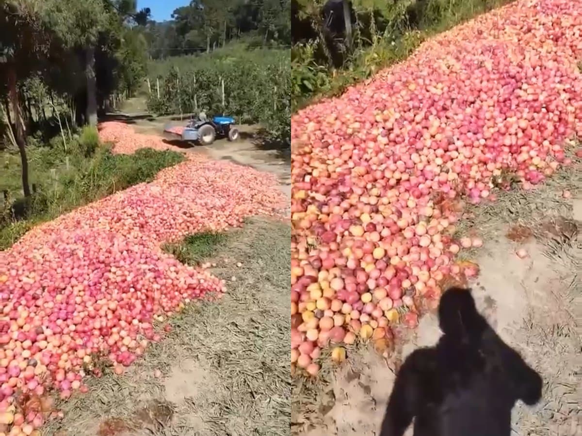 Produtor é obrigado a jogar fora 50 toneladas de ameixa e caso revela crise que já levou cidades a decretar emergência em SC