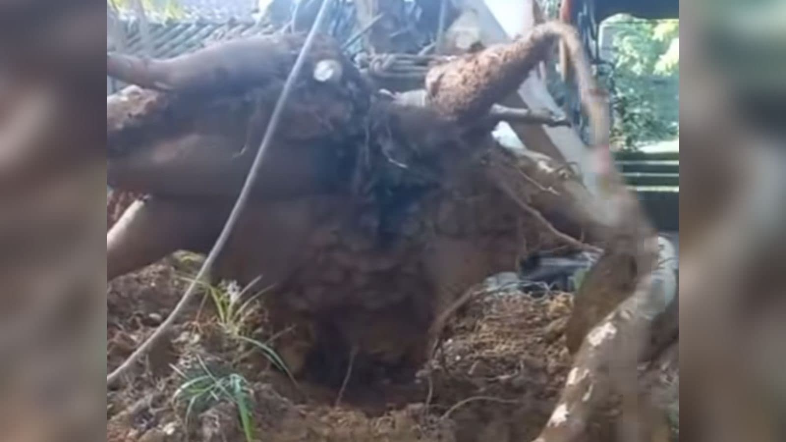 Morador colhe do quintal de casa aipim gigante de 84 kg em SC