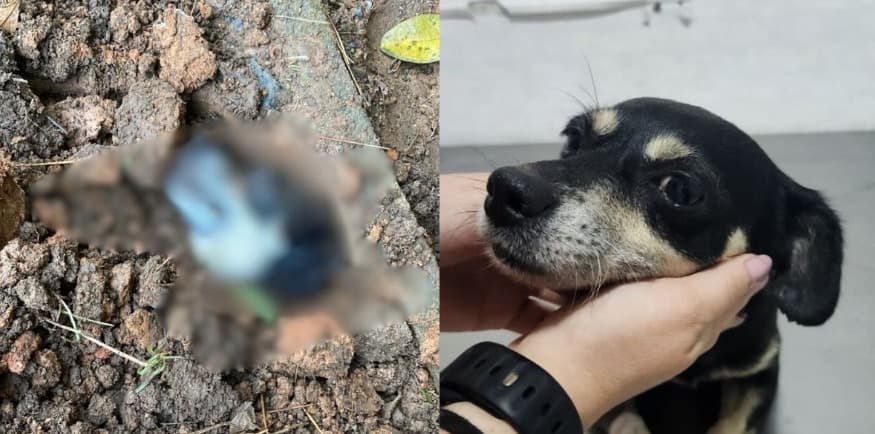 “Sem acordo para quem enterra cachorra viva”: MP denuncia tutor e pede condenação em SC