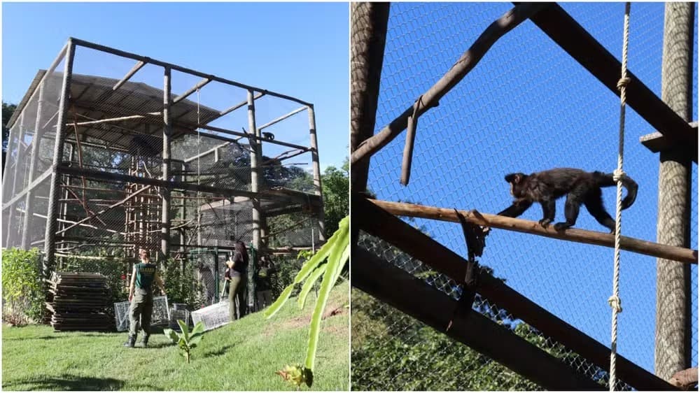 Desnutridos e tratados “na base do terror”: Ibama fecha criadouro de macacos-prego em SC