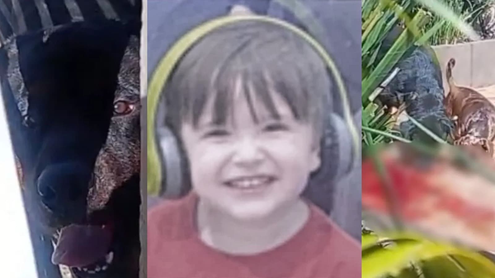 Após morte de menino atacado por rottweiler, creche suspende aulas em Chapecó
