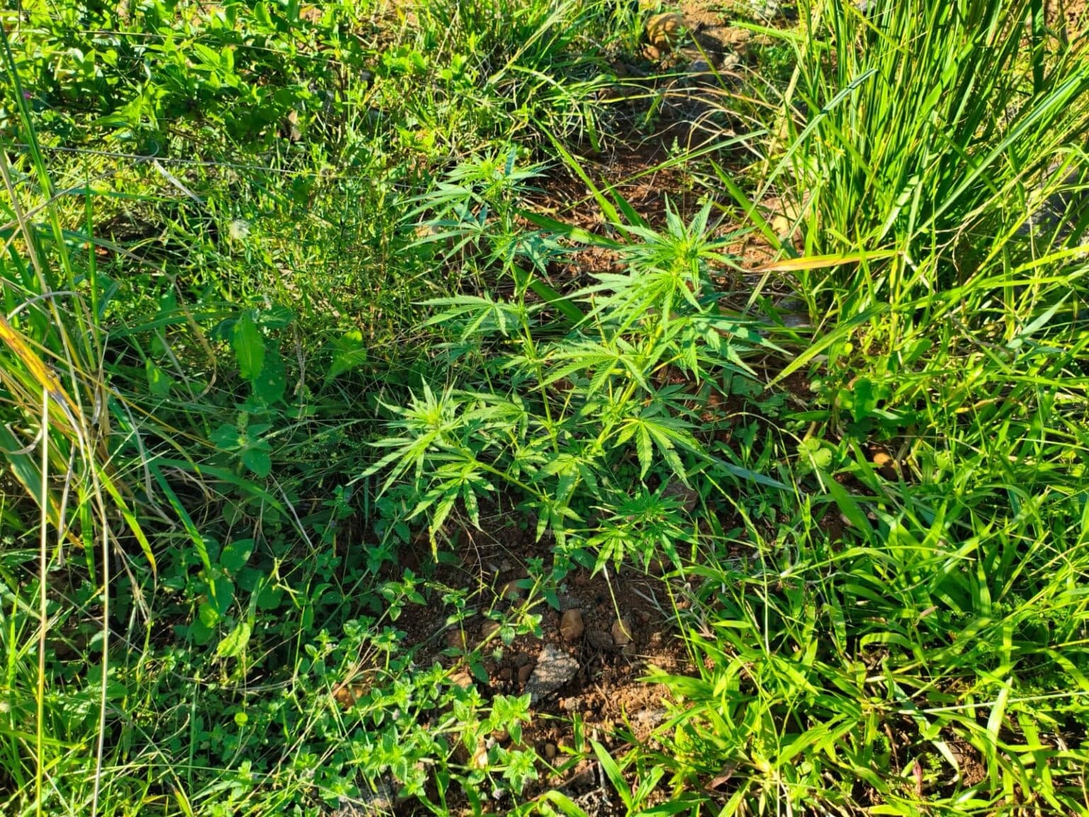 Idoso é preso suspeito de cultivar pés de maconha no Sul de SC
