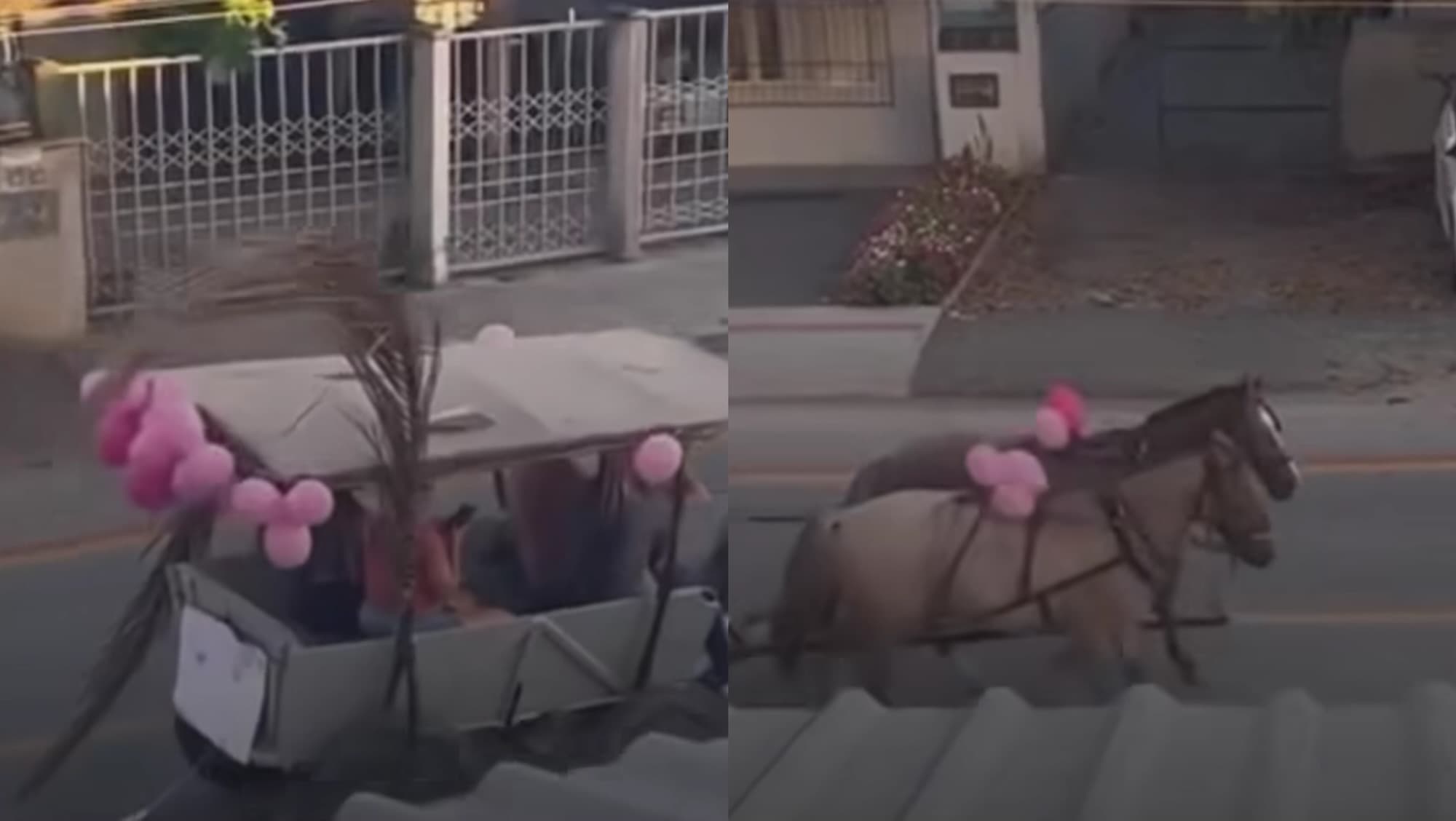“Simples e com amor”: pais chegam de carroça e fazem surpresa inesquecível para filha em SC