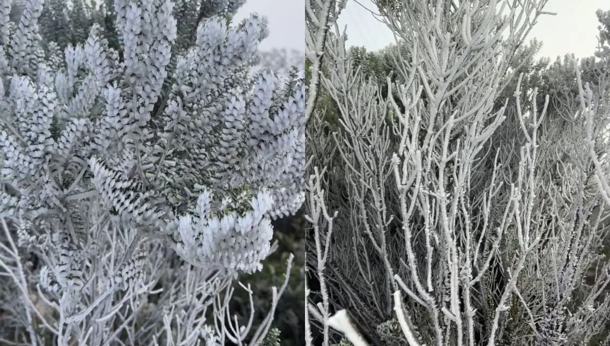 Serra catarinense registra sincelo e temperaturas negativas neste domingo; Urupema marcou -1,1°C
