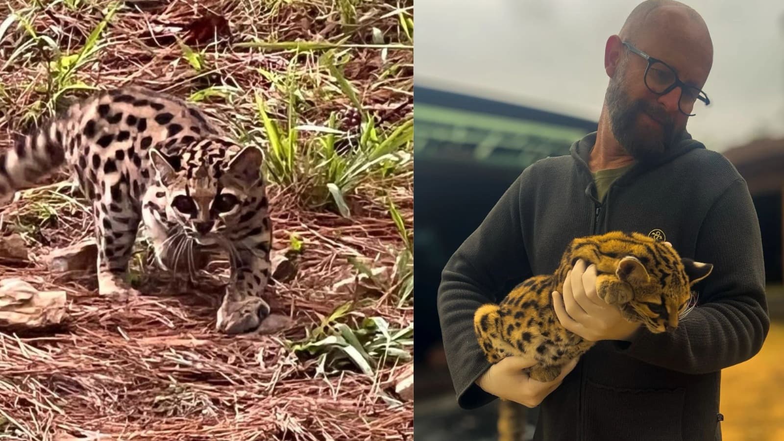 “Ladrão de galinhas” misterioso encanta morador em Santa Catarina