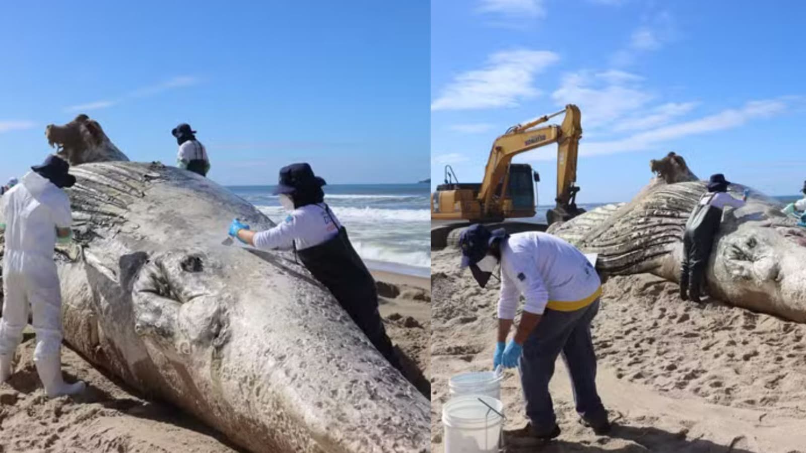 Terceira baleia de 30 toneladas é encontrada morta com corda de nylon presa ao corpo em praia de SC
