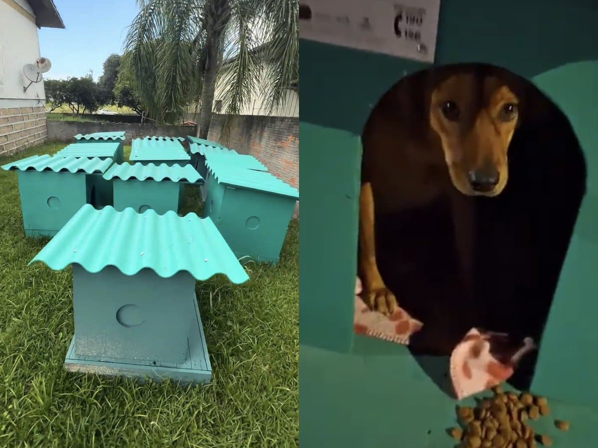 Presos são colocados para fabricar casinhas que protegem cães de rua do frio intenso em Santa Catarina