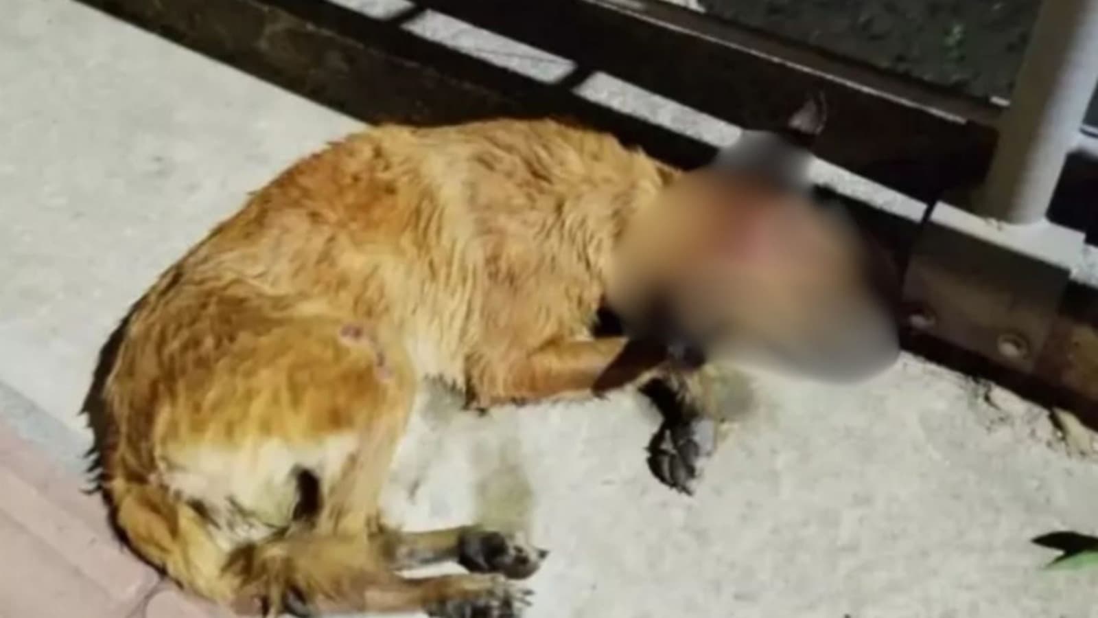 Mulher é denunciada após arremessar cachorra de ponte com patas e boca amarradas em Joinville
